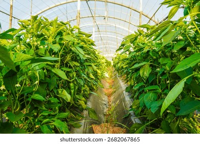 Problem of whitefly effect on leaves and branches of vegetables plants in field inside greenhouses, Whitefly Aleyrodes proletella agricultural pest on pepper leaf, Whiteflies on underside of leaves.