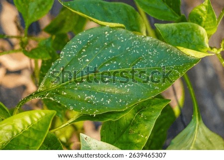 Problem of whitefly effect on leaves and branches of vegetables plants in field inside greenhouses, Whitefly Aleyrodes proletella agricultural pest on pepper leaf, Whiteflies on underside of leaves.