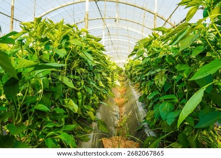 Problem of whitefly effect on leaves and branches of vegetables plants in field inside greenhouses, Whitefly Aleyrodes proletella agricultural pest on pepper leaf, Whiteflies on underside of leaves.