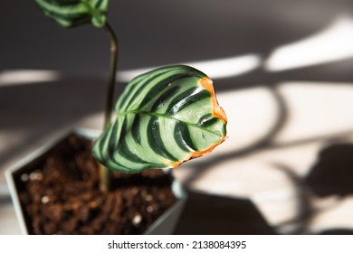 Problems in the cultivation of domestic plants - leaves affected by a spider mite, yellow and dry tips, the overflow of the plant, rotting of the roots. Plant treatment and pest and fungus control - Powered by Shutterstock