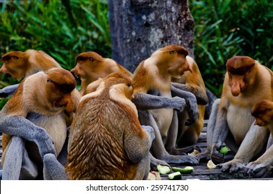 1,539 Ugly monkeys Images, Stock Photos & Vectors | Shutterstock