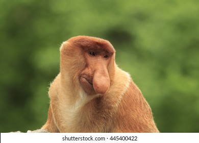 Proboscis Monkey