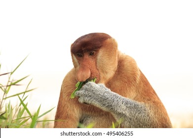 Proboscis Monkey