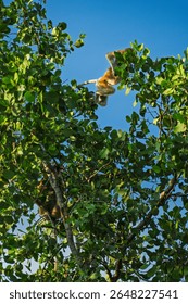 A proboscis monkey captured mid-flight during a daring leap through the rainforest canopy.