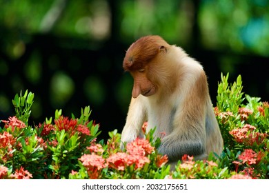 Proboscis Monkey Eating Flowers, East Malaysia Wildlife