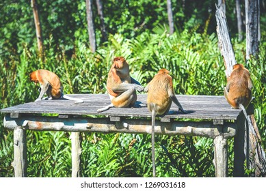 Proboscis monkey in the mangrove in Labuk Bay, Sabah.Borneo. - Shutterstock ID 1269031618