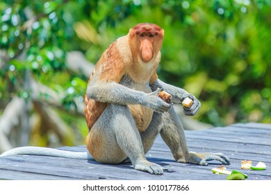 Proboscis Monkey Or Nasalis Larvatus