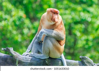 Proboscis Monkey Or Nasalis Larvatus