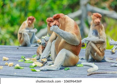 Proboscis Monkey Or Nasalis Larvatus