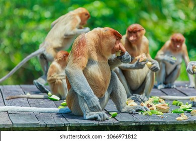 Proboscis Monkey Or Nasalis Larvatus