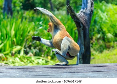 Proboscis Monkey Or Nasalis Larvatus