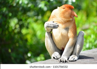 Proboscis Monkey Or Nasalis Larvatus