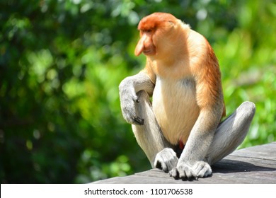 Proboscis Monkey Or Nasalis Larvatus