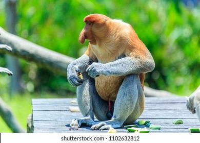 Proboscis Monkey Or Nasalis Larvatus