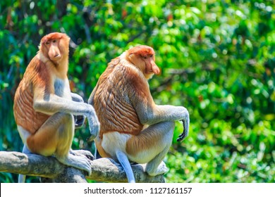 Proboscis Monkey Or Nasalis Larvatus