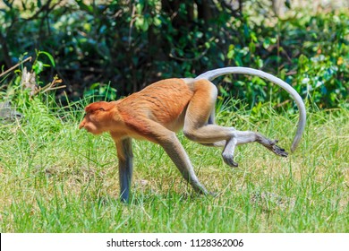 Proboscis Monkey Or Nasalis Larvatus