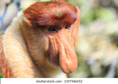 Proboscis Monkey Or Nasalis Larvatus