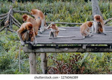 Proboscis Monkey or Nasalis Larvatus - Shutterstock ID 1276046389
