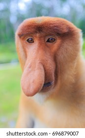 Proboscis Monkey Or Nasalis Larvatus