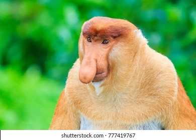 Proboscis Monkey Or Nasalis Larvatus