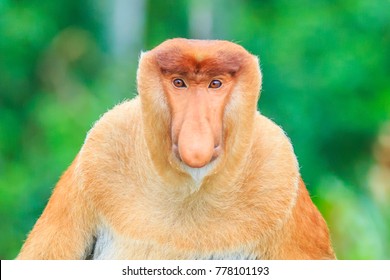 Proboscis Monkey Or Nasalis Larvatus