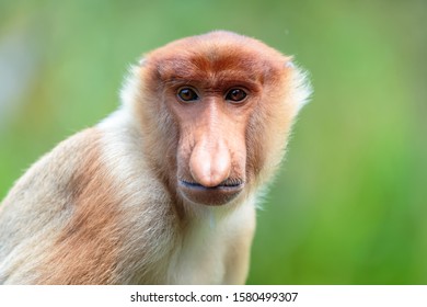 Big Nose Monkeys Hd Stock Images Shutterstock