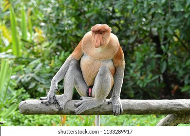 Proboscis Monkey Nasalis Larvatus Sabah Borneo Stock Photo 1133289917 ...