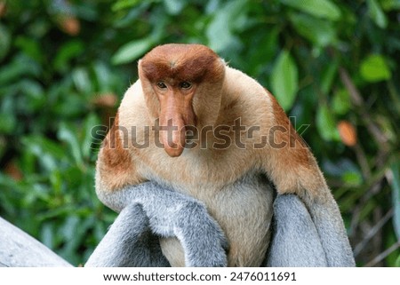 Proboscis Monkey portrait in Borneo rainforest Sandakan Malaysia