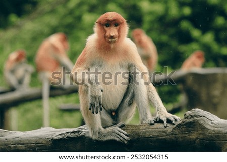 Proboscis monkey relaxing on a log in the lush jungle of Borneo during a calm afternoon
