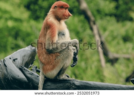 Proboscis monkey resting on a branch in the lush forests of Borneo during the daytime