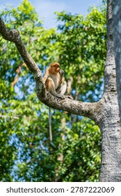Proboscis monkey sitting on tree branch in wildlife reserve. A wild nasalis larvatus monkey perched on a big branch looking away against lush green tropical jungle background, Borneo island, Malaysia