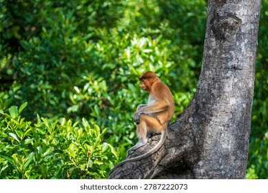 Proboscis monkey sitting on tree branch in wildlife reserve. A wild nasalis larvatus monkey perched on a big branch looking away against lush green tropical jungle background, Borneo island, Malaysia