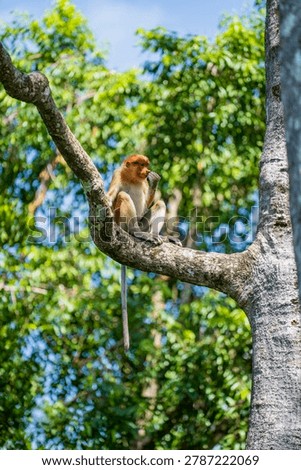 Proboscis monkey sitting on tree branch in wildlife reserve. A wild nasalis larvatus monkey perched on a big branch looking away against lush green tropical jungle background, Borneo island, Malaysia