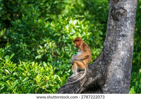 Proboscis monkey sitting on tree branch in wildlife reserve. A wild nasalis larvatus monkey perched on a big branch looking away against lush green tropical jungle background, Borneo island, Malaysia