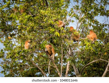 Proboscis Monkeys Funny Long Nose Stock Photo 1048011646 | Shutterstock