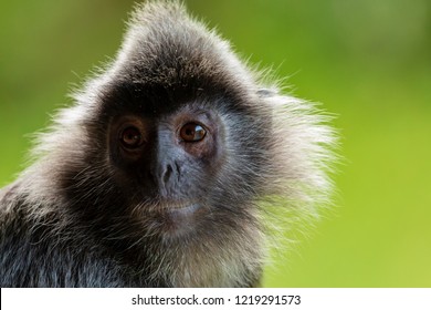 Proboscis Monkeys Mangroves Sabah Borneo Stock Photo 1219291573 ...