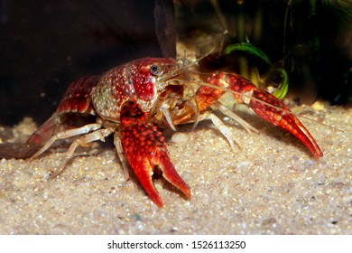 Procambarus Clarkii, Louisiana Cancer, Crayfish