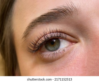 The procedure of classical eyelash extension. Beautiful female eyes close-up with long eyelashes - Shutterstock ID 2171152513