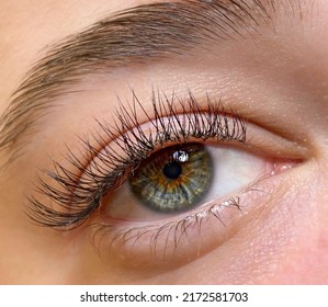 The procedure of classical eyelash extension. Beautiful female eyes close-up with long eyelashes - Shutterstock ID 2172581703