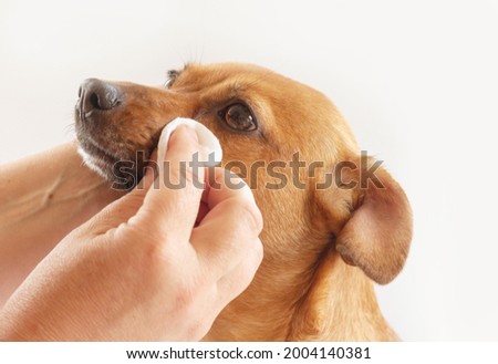 The procedure for cleaning the eyes of dog. A woman's hand with a cotton pad .animal care concept. 