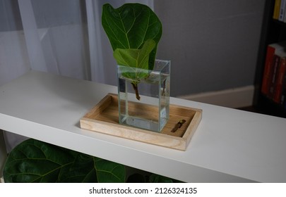 The procedure for propagating Fiddle-leaf fig. propagate plants with water. while propagating plants The containers can be used to decorate the house.