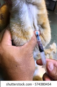 Procedure To Take Blood From Jugular Vein Of A Feline Cat In Veterinary Clinic
