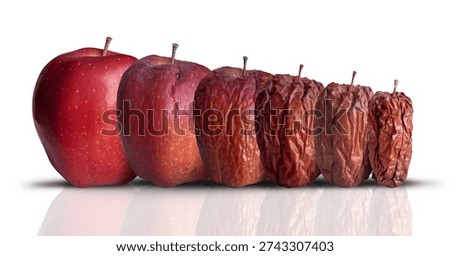 Process Of Aging and longevity as a new fresh ripe red apple decomposing and getting old and wrinkled.