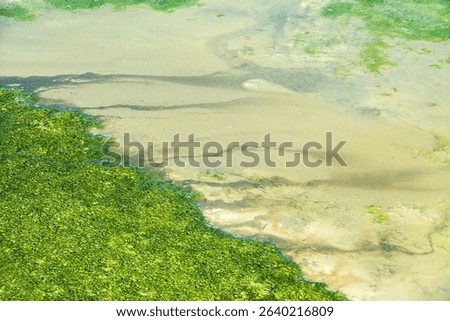 The process of algae rotting in the lagoon (Cladophora most). The edge of seaweed blankets and organically rich viscous shore