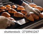 The process of baking bread: Baker using a spatula and glove to arrange freshly baked golden salt bread (Shio Pan) on a tray