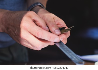 Process of bird banding, small bird ringing at Ornithological station, Curonian Spit, Kaliningrad Oblast, Russia. Ornithologist holding a small bird in hands, marking with small iron ring