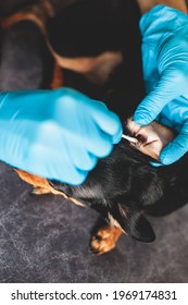 Process Of Cleaning Dog Ear, Vet Cleans Dog Ears With Cotton Swab, Small Breed Dog Ear Examination Close Up View At Veterinary Clinic, Pet Care And Hygiene Concept