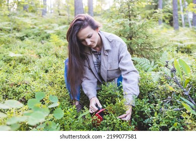 Process Of Collecting, Harvesting And Picking Berries In The Forest Of Scandinavia, Harvested Berries, Girl Picking Blueberry, Bilberry, Cranberry, Strawberry Lingonberry, Cloudberry,  And Others