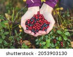 Process of collecting and picking berries in the forest of northern Sweden, Lapland, Norrbotten, near Norway border, girl picking cranberry, lingonberry, cloudberry, blueberry, bilberry and others
