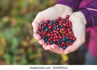 26,735 Blueberry Picking Images, Stock Photos & Vectors | Shutterstock